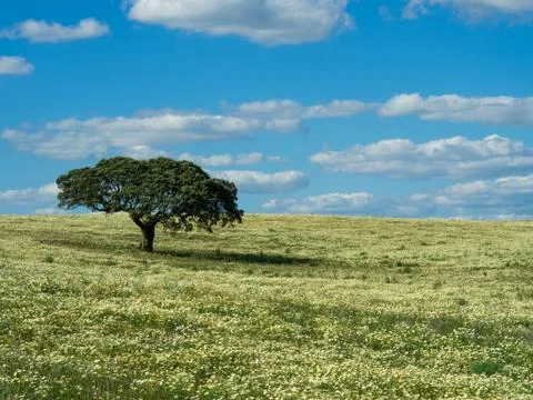 Lonely tree on field Foto stock