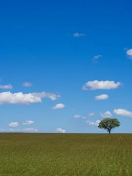 Lonely tree on field Stock Photos