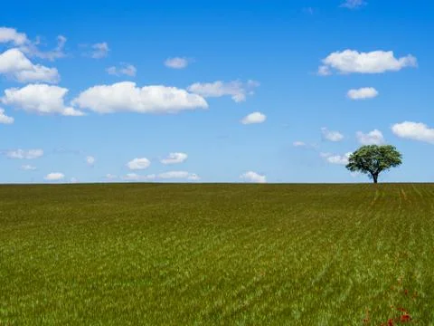 Lonely tree on field Foto stock
