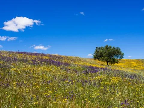 Lonely tree on field Stock Photos