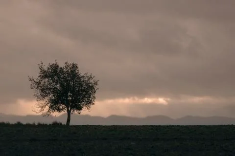 Lonely tree in a field Stock Photos