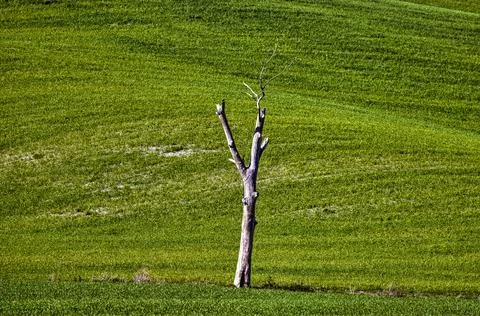 Lonely tree in a field Stock Photos