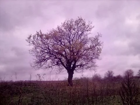 Lonely tree on the field Stock Photos