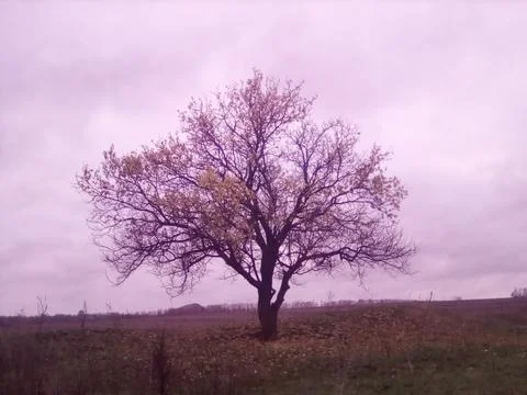 Lonely tree on the field Stock Photos