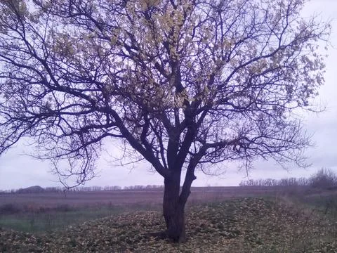 Lonely tree on the field Stock Photos