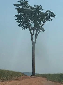 Lonely tree in the field Fotos de archivo