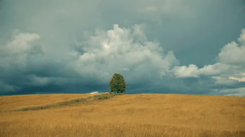 Lonely tree on field before rain 스톡 동영상 93303153
