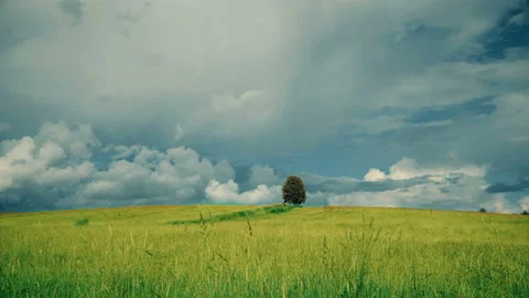 Lonely tree on field before rain Vidéo 93304305