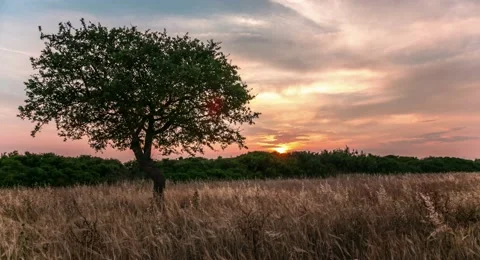 Lonely tree in a field with sunset on the background. 4k, time lapse Stock Footage 53109119