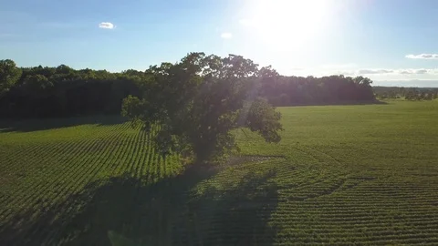 Lonely Tree in Field Sunset 動画素材 91703404