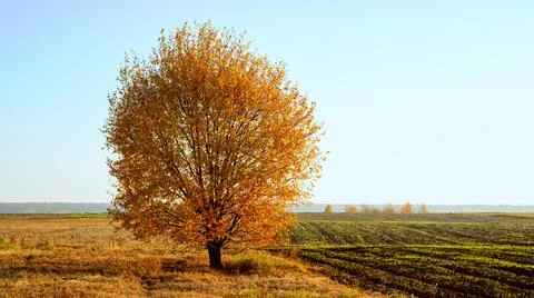 Lonely tree in the field at sunset Stock Photos