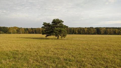 Lonely tree in a field with a swing Stock Photos