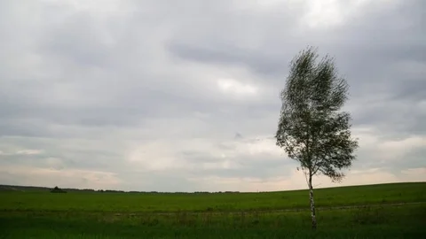 Lonely tree on the field. Time laps landscape Stock Footage 80779668