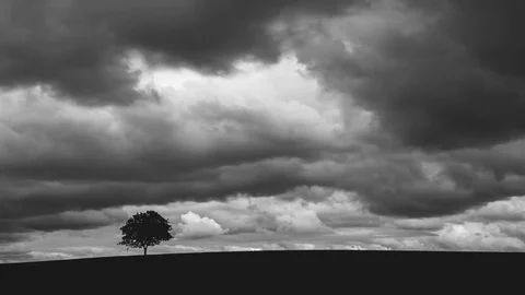 A lonely tree in a field under heavy clouds Stockbeeldmateriaal 83678236