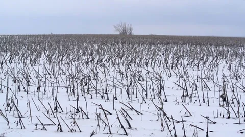 Lonely tree in the field. Wild field. Former sunflower field in spring Stock Footage 36994440