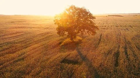 Lonely Tree in the Fields at Golden Hour, Aerial View Stock Footage 92963933