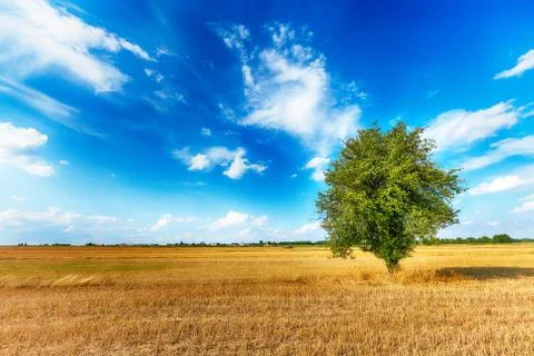 Lonely tree in the fields over blue cloudy sky Stock Photos