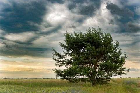 Lonely tree in the fields by the road with dark clouds Stock Photos
