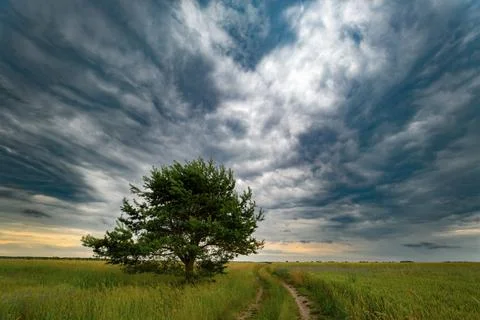 Lonely tree in the fields by the road with dark clouds Stock Photos