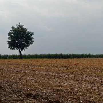  lonely tree in the fields under cloudy sky Stock Photos