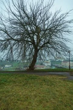 A lonely tree with fluffy branches stands on a hill against the background .. Foto stock