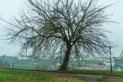 A lonely tree with fluffy branches stands on a hill against the background .. Stock Photos