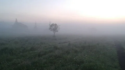 Lonely Tree in the Fog Video stock 91711034