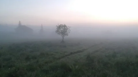 Lonely Tree in the Fog Video stock 91711044