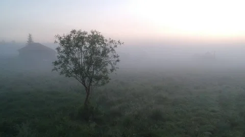 Lonely Tree in the Fog Video stock 91711061