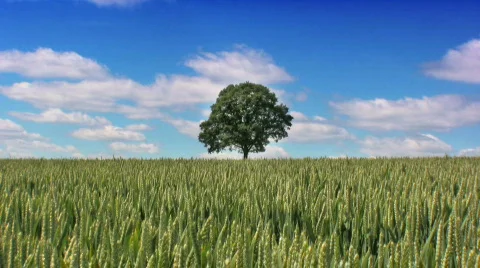 LONELY TREE Stock Footage 138860