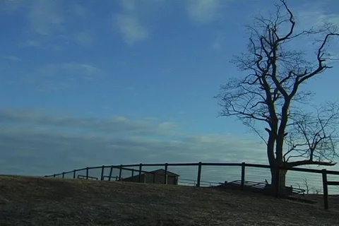Lonely tree Stock Footage 360497