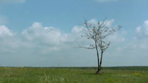 Lonely Tree Video stock 546248