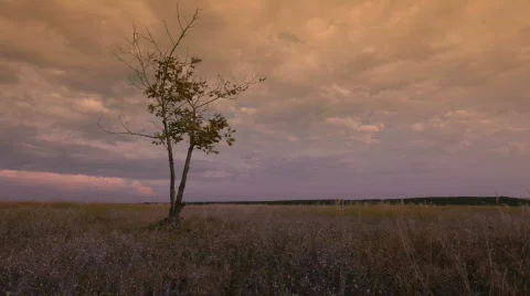 Lonely Tree Stock Footage 729591