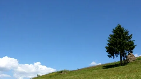 Lonely tree Stock Footage 735535