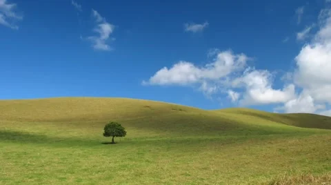 Lonely tree Stock Footage 889678