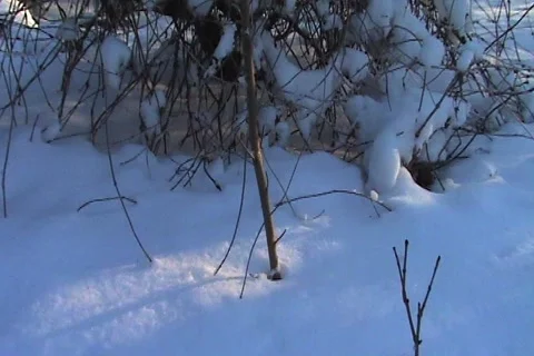 Lonely Tree Stock Footage 1067932