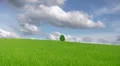 Lonely tree HD Footage