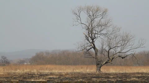 Lonely tree Stock Footage 3328528