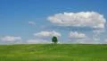 Lonely tree HD Footage