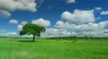 Lonely tree HD Footage