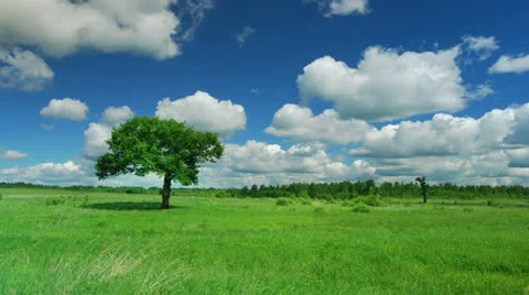 Lonely tree 스톡 동영상 25302746