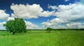 Lonely tree HD Footage