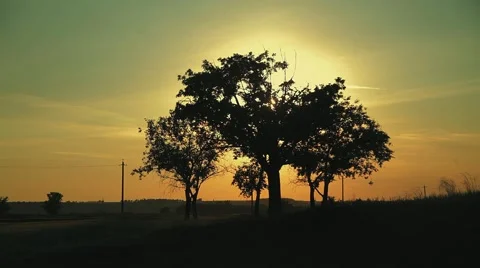 Lonely tree Stock Footage 47108644