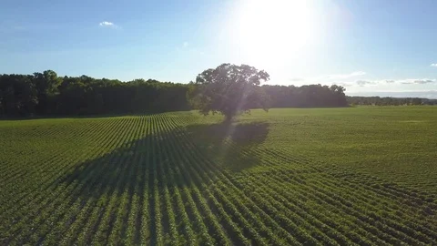 Lonely Tree 動画素材 91702635