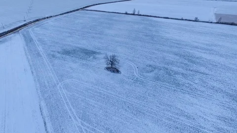 Lonely tree Stock-Footage 104155866