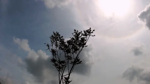 Lonely tree Stock Footage