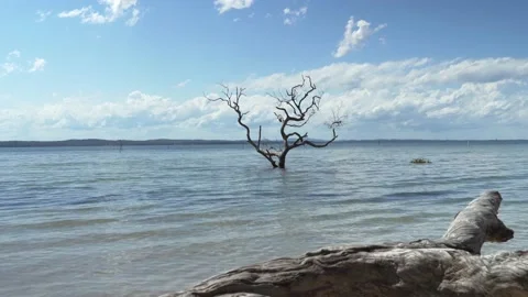 Lonely tree Stock Footage 147601740