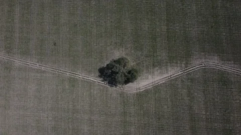 Lonely tree Stockbeeldmateriaal 224173623