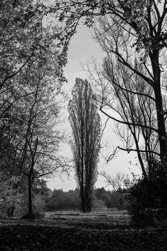 A lonely tree in a forest clearing. Фото