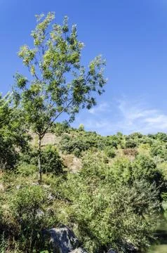 Lonely tree in the forest, close to a river Stock Photos
